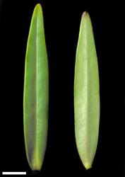 Veronica rivalis. Leaf surfaces, adaxial (left) and abaxial (right). Scale = 10 mm.
 Image: W.M. Malcolm © Te Papa CC-BY-NC 3.0 NZ